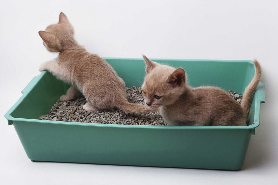 Ветеринарная клиника «UniВетЭксперт» - Как подобрать коту лоток